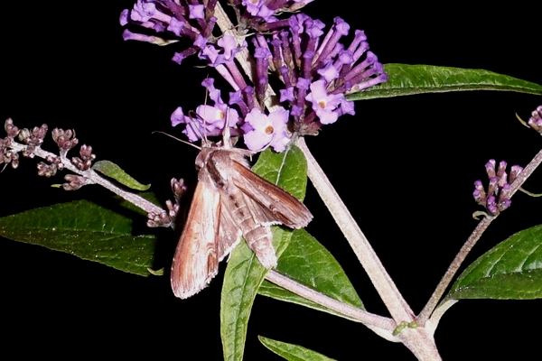 Cucullia (Cucullia) asteris, Noctuidae